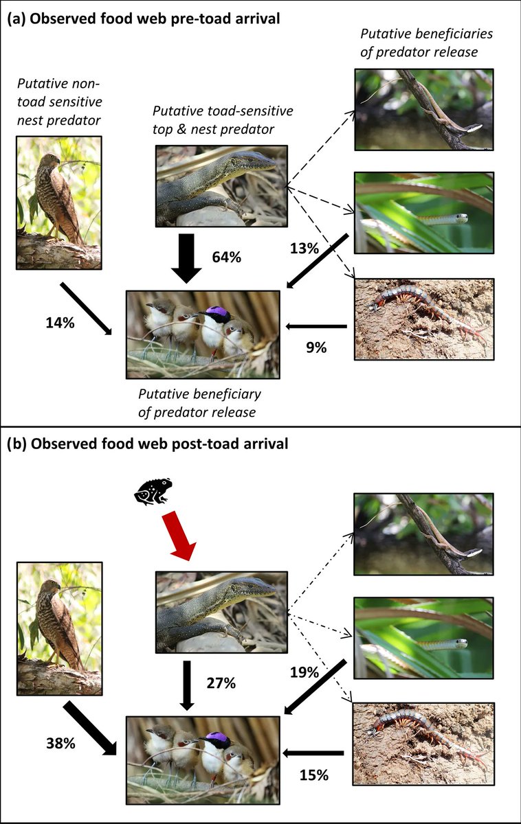 Biological Invasions (@bioinvasions) on Twitter photo The abundance of top predators can decrease as a response to toad invasions. But this does not necessarily facilitate prey, due to niche takeover by other predators: buff.ly/3c7G50R
<a href="/NikiTeunissen/">NikiTeunissen</a> The abundance of top predators can decrease as a response to toad invasions. But this does not necessarily facilitate prey, due to niche takeover by other predators: buff.ly/3c7G50R
<a href="/NikiTeunissen/">NikiTeunissen</a>