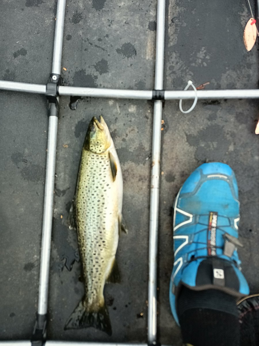 PaaTur's tweet image. @PaaTur #Ørret #Femunden #Rogen