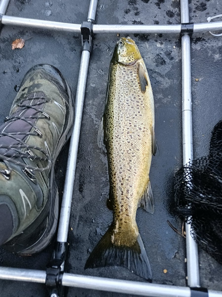 PaaTur's tweet image. @PaaTur #Ørret #Femunden #Rogen