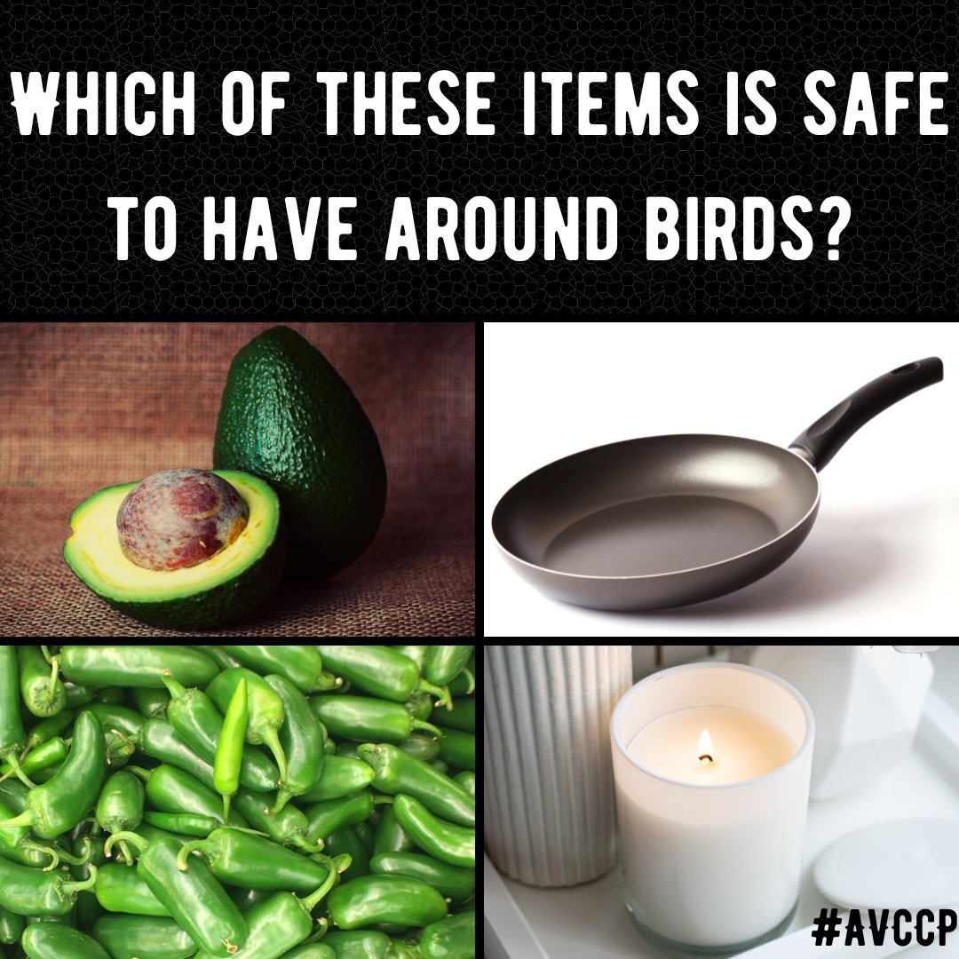 aavonline's tweet photo. Answer: Jalapeños! Avocados are toxic for birds. Burning wax scented candles or overheating teflon non-stick surfaces can produce airborne toxins lethal to birds. 
Visit https://t.co/RhUIc2q6MP to enroll in Anatomy &amp; Physiology. 
#avccp #aav ##vetstudents #veterinarians #ervets https://t.co/1U5FVY1Udl