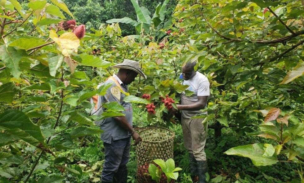 "¡Baudó, Colombia vuelve a sonreír con los negocios verdes!"

Conoce más <a href="/el_pais/">EL PAÍS</a> 

🌐 elpais.com.co/colombia/baudo…

#agro360 #porunmundomejor #agriculture