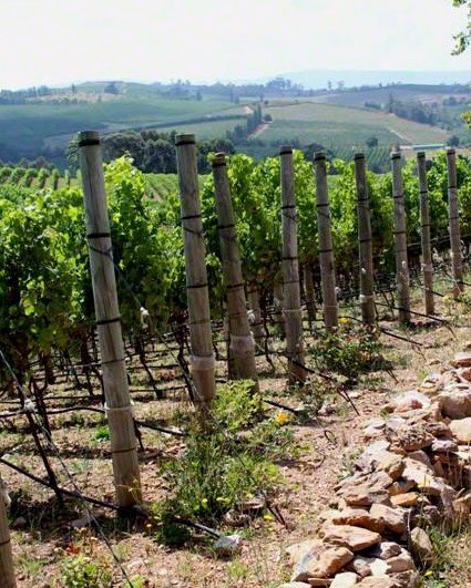 Wine dreams  are made of these.
#organicwines #elginmagic #elgin #elginridgewines #biodynamic