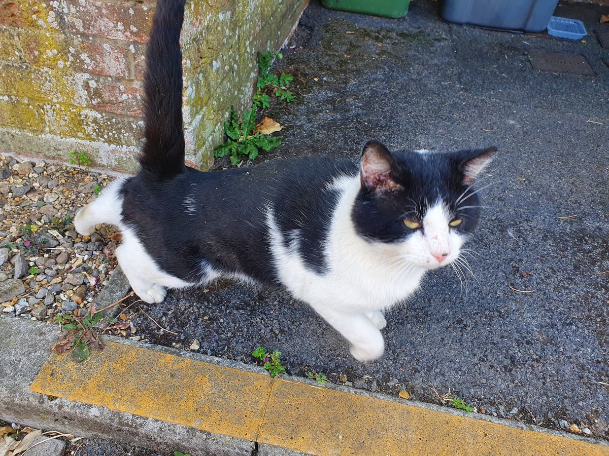 grassebath's tweet photo. Another little #straycat not #neutered or #microchipped 🙄😡 #missingcat #tomcat #lostpet #missingpet #lostcat #CatsOfTwitter #cat #catlover #AnimalLovers #CatsOnTwitter #cat #cats #lost  #animalsneedhelp #catsofuk #wednesdaythought https://t.co/qHYVG739QO