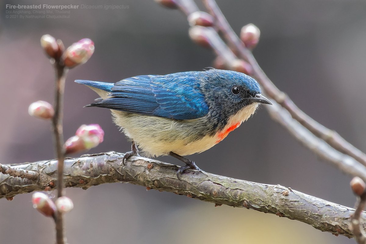 Male Fire-breasted Flowerpecker is very notable with dark-blue upper part and red patch on the breast.
#NaturePhotography #BirdTwitter #bird #WildlifePhotographer #TwitterNaturePhotography #Birding #TwitterNatureCommunity #ornithology #BirdPhotographer #birdcp #BirdsSeenIn2021