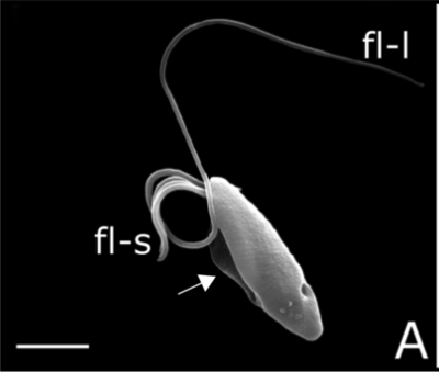 delCampoLab's tweet photo. 𝙋𝙚𝙧𝙘𝙤𝙡𝙤𝙢𝙤𝙣𝙖𝙨 𝙖𝙙𝙖𝙥𝙩𝙖𝙗𝙞𝙡𝙞𝙨 is a newly described Percolomonad (Heterolobosea), which are aquatic heterotrophic flagellates frequently found in saline waters. (Image from Hohlfled et al. 2022) #MidweekMicrobe https://t.co/IQi1kfxUM5