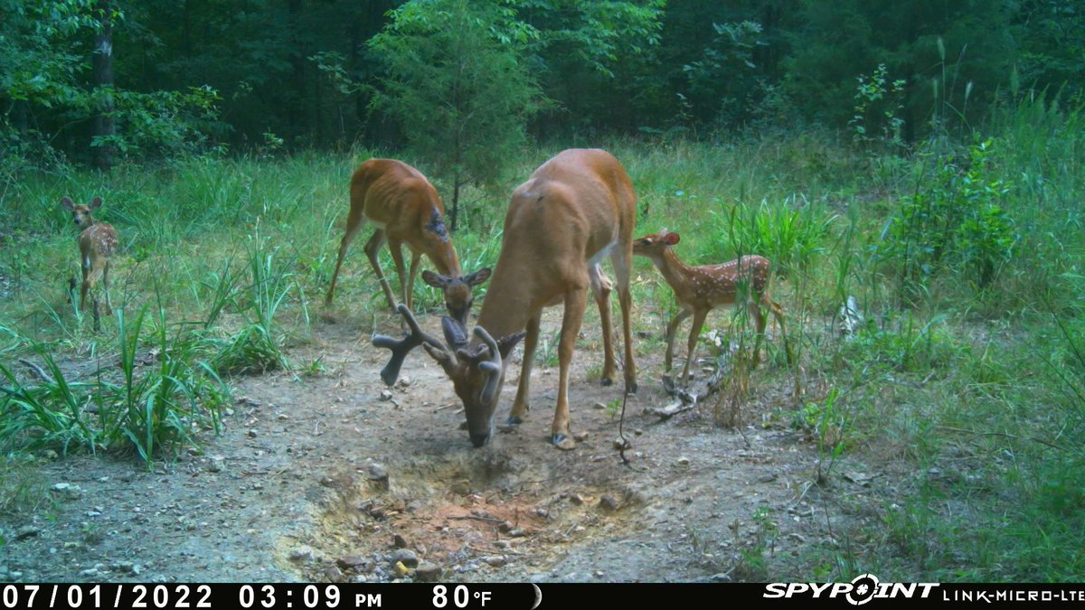 SpypointCamera's tweet photo. It's a family affair! π¦
πΈ: Coleton Carter
#spypoint #whyispypoint #spypointtrailcameras #spypointcameras #trailcamera #gamecamera #scoutingcamera #trailcams #fawn #whitetaildeer #whatgetsyououtdoors https://t.co/zBRhOPDRvN