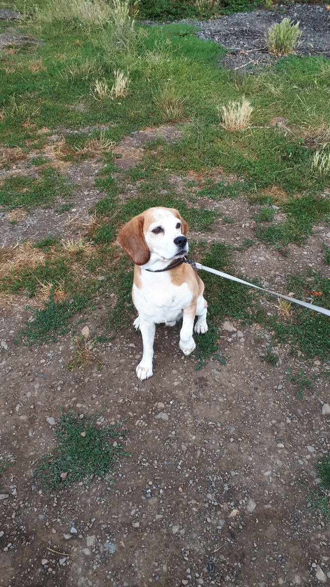 Malvern Cops on Twitter "Surgery going well at St Wulstans Nature