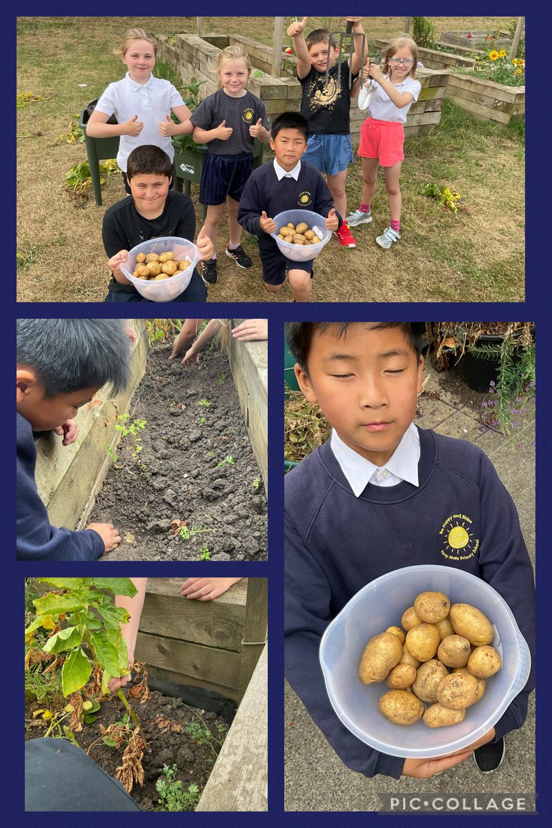 Percy Main Primary tweet media