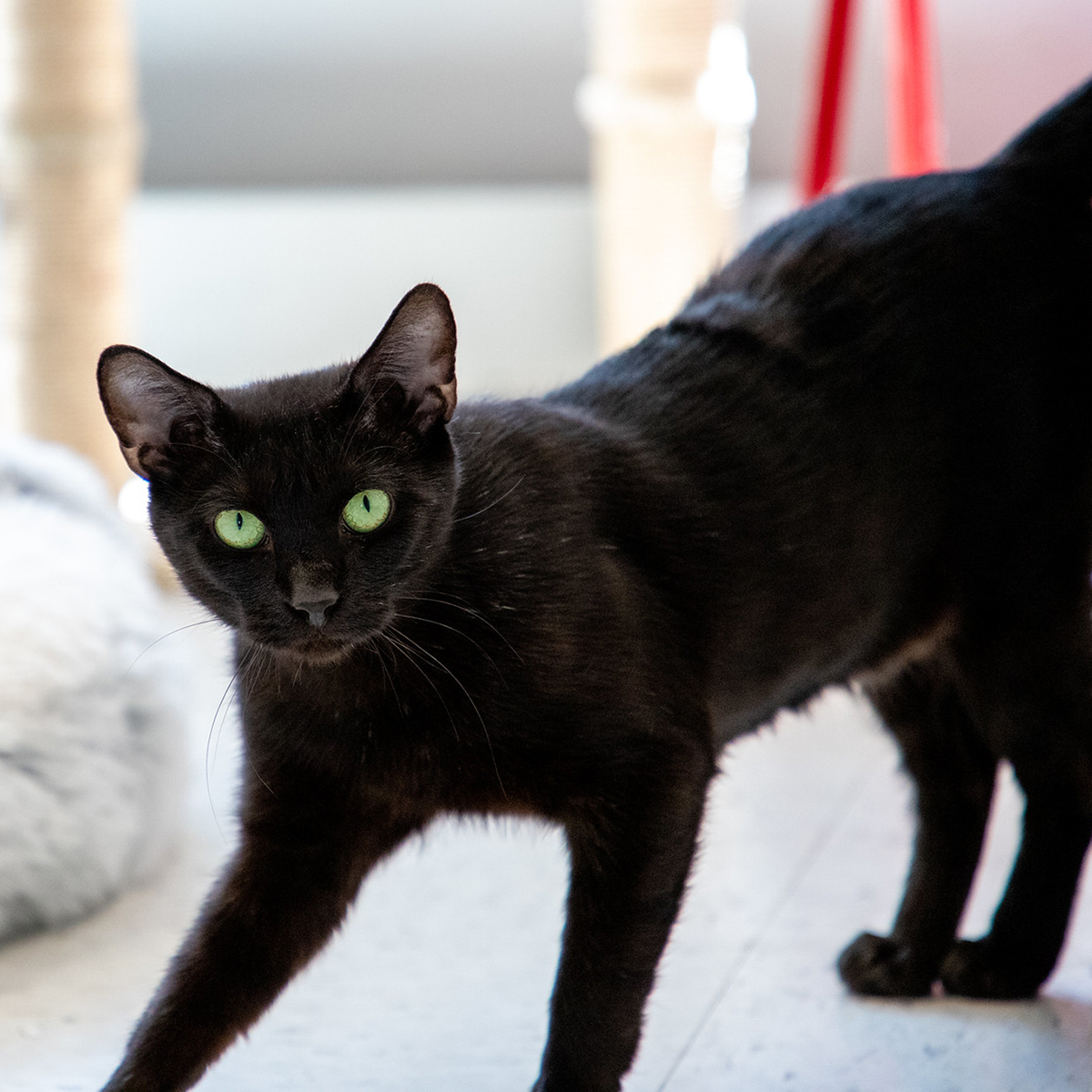 ARLBostonRescue's tweet photo. Let's give a high paw to Lucille in Boston, who just completed her @JGalaxyProject #CatPawsitive training, a program of @GreaterGoodorg. She's now up for adoption and ready to find her purrrr-fect match today. Learn more at https://t.co/ehetZzdWWb https://t.co/PVy5HNMXdQ