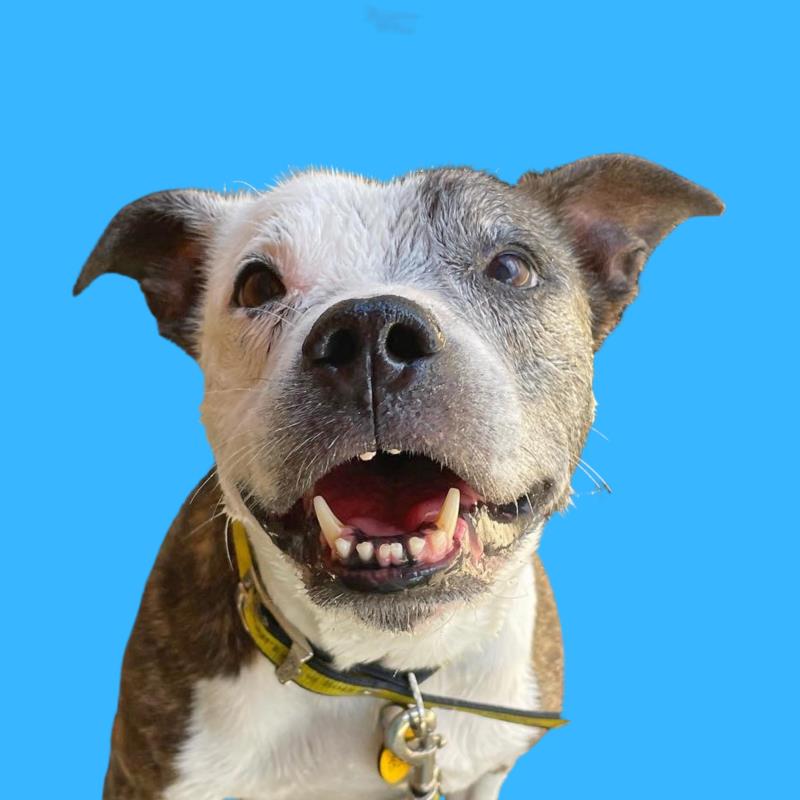 AdoptionsUk's tweet photo. Please retweet to help Poppy find a home #SUSSEX #UK 
Aged 10, she enjoys walks and playing in a pool. She can live with children aged 14+ as the only pet in the home. 

DETAILS or APPLY 👇
https://t.co/6WVbPuP3kJ 
#dogs #DogsofTwittter  #AdoptDontShop https://t.co/HIYMzmM9Q7