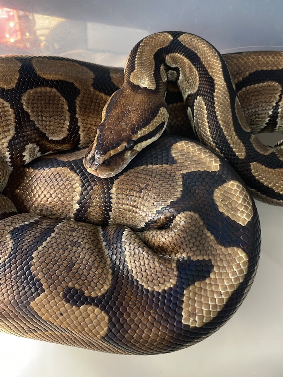 FCPS1Science's tweet photo. Do you know your life cycles? We have the frog, butterfly, honey bee, sea turtle, & bean. Test your knowledge, say hello to #JillTheScienceSnake, and check out all the @FIT4FCPS1 #FRESHOnWheels & @FCPS1News #FCPS1SummerBoost activities TOMORROW 9-11 at the Bealeton Library! π https://t.co/UcbI0Evebt