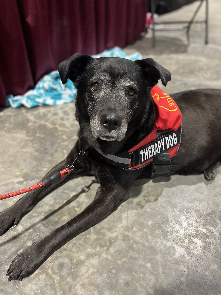 Nikki Nixon (@techmarketeratl) on Twitter photo Faith is 10 year old #TherapyDog with <a href="/canines4christ/">Larry Randolph</a>. She’s served children of domestic violence, in special needs classrooms, <a href="/CityofSuwanee/">City of Suwanee</a> PD and more. A rescue dog from <a href="/lifelineanimal/">LifeLine Animal Project</a> who truly got a new leash on life & the world is better bc of her. #NWDogDugoutSweepstakes Faith is 10 year old #TherapyDog with <a href="/canines4christ/">Larry Randolph</a>. She’s served children of domestic violence, in special needs classrooms, <a href="/CityofSuwanee/">City of Suwanee</a> PD and more. A rescue dog from <a href="/lifelineanimal/">LifeLine Animal Project</a> who truly got a new leash on life & the world is better bc of her. #NWDogDugoutSweepstakes