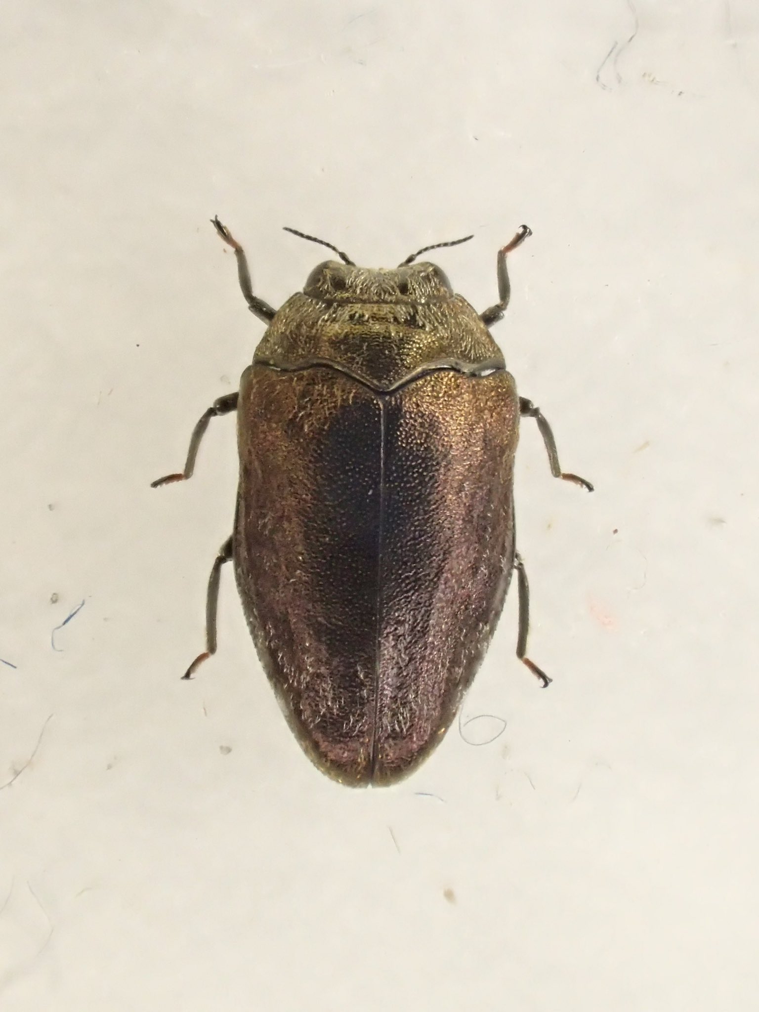 ブラジル産　ナンベイムカシタマムシ　23mm ブラジル産 ナンベイムカシタマムシ 23mm 【公式通販】