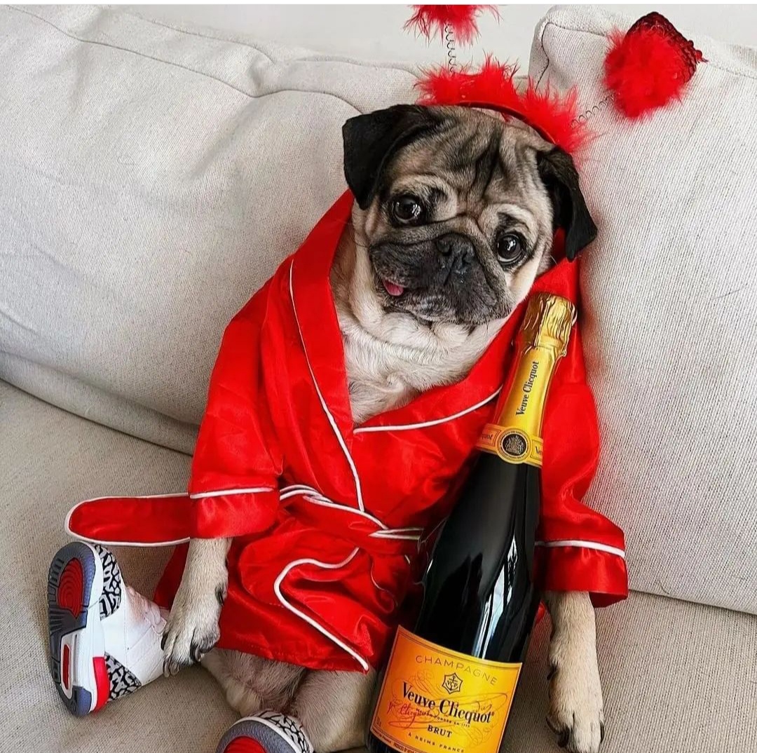 Say YES if you want to join with meee...🥰🥰🥰
#pug #puglife #pugs #BADDECISIONS #wednesdaythought 
#NationalHotDogDay