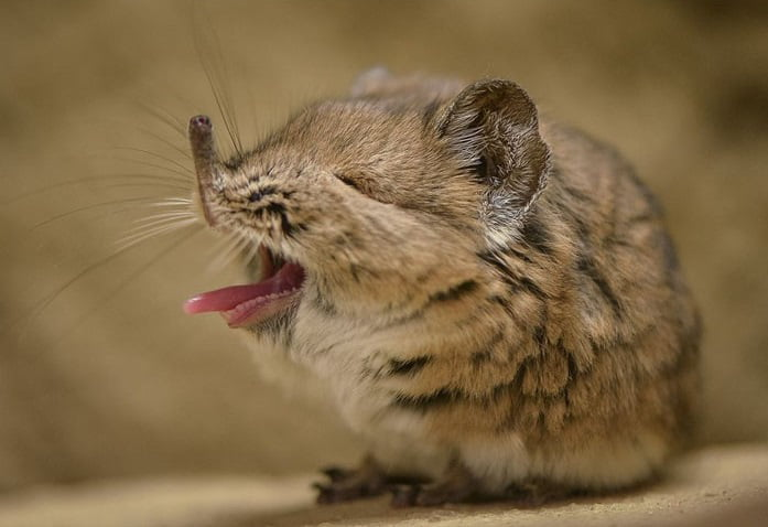 KatieGoldin's tweet photo. THIS IS WHAT ELEPHANT SHREWS LOOK LIKE WHEN THEY YAWNN https://t.co/AQXvgGqYNS
