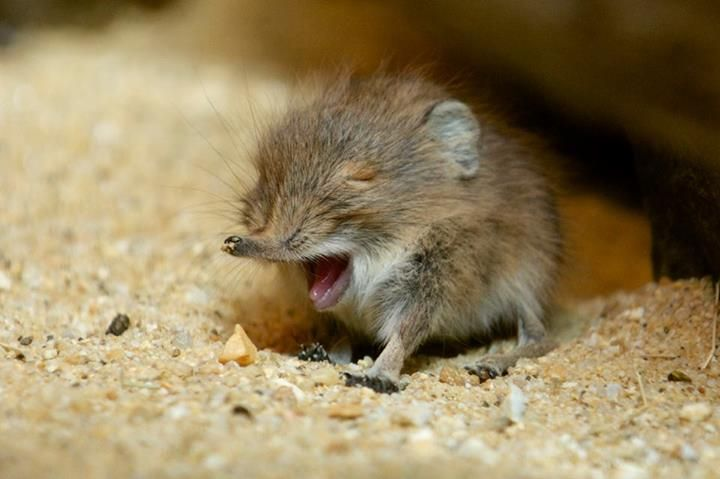 KatieGoldin's tweet photo. THIS IS WHAT ELEPHANT SHREWS LOOK LIKE WHEN THEY YAWNN https://t.co/AQXvgGqYNS