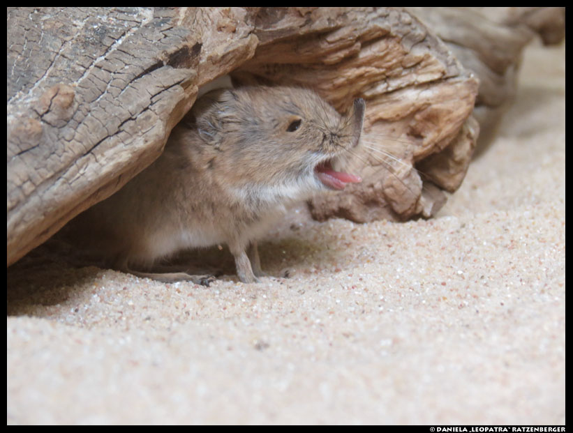 KatieGoldin's tweet photo. THIS IS WHAT ELEPHANT SHREWS LOOK LIKE WHEN THEY YAWNN https://t.co/AQXvgGqYNS