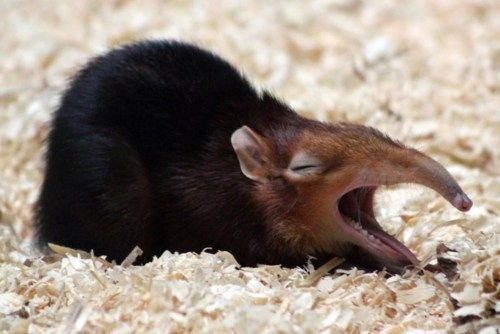 THIS IS WHAT ELEPHANT SHREWS LOOK LIKE WHEN THEY YAWNN