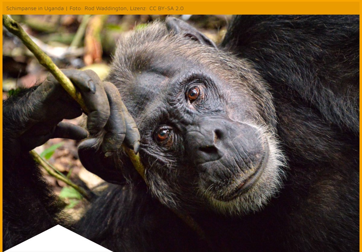 zoosmedia's tweet photo. Mal wieder will die Tierrechtsindustrie Tierquälerei im #ZooKrefeld nachgewiesen haben. Das angebliche Experten-Gutachten, das das #GreatApeProject präsentiert, hält aber keiner kritischen Überprüfung stand 👉
https://t.co/S8Sb51jU1P
#schimpansen #tierschutz #zoosmatter 🦓 https://t.co/vfzOGUnhmG