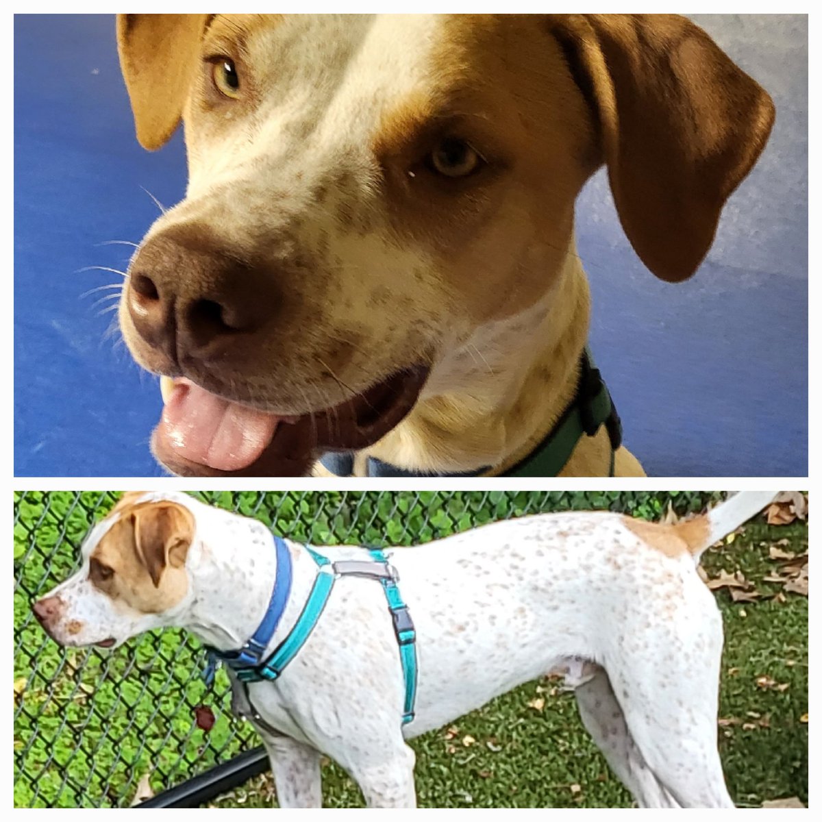 As some of you know I volunteer at a shelter. We are seeking a forever home for Parker in New Eng. 1 year old, pointer mix. Very smart, affectionate, good natured, high energy. Needs an active owner with fenced yard. And would love another dog to play with. DM for info