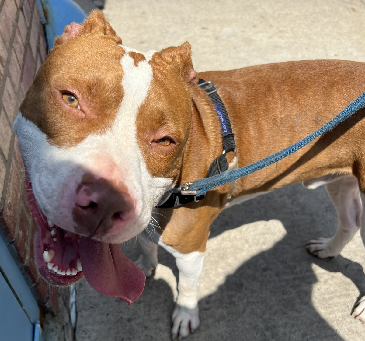 rescueDogWalker's tweet image. Good boi on a good walk #sweltering ☀️