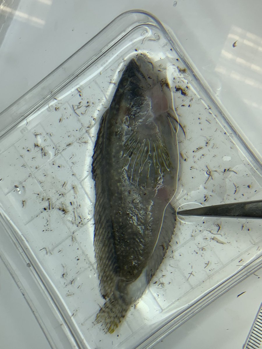 Fin_ella1's tweet photo. can anyone help me identify this mystery fish I found on an intertidal oyster reef on the coast on Louisiana? Any order family or genus would be so helpful! https://t.co/pRKIdgF8pi