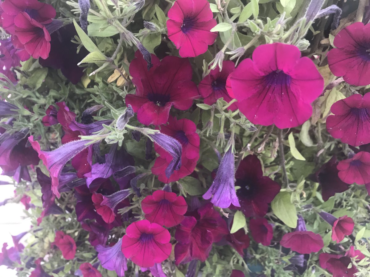 FrancoiParis's tweet photo. I love flowers https://t.co/sNBwEMfyR6
