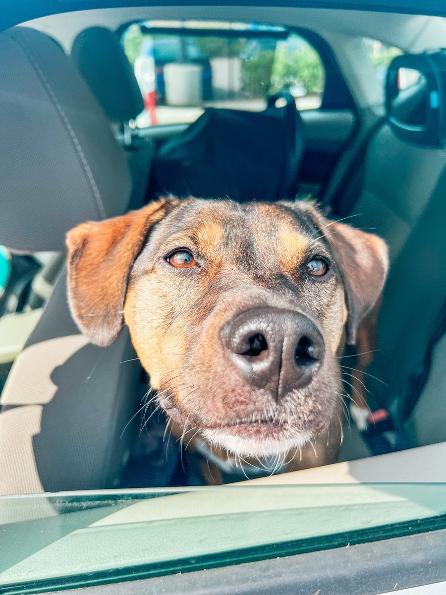 Dogs in the Drive Thru is TONIGHT! Bring your dog with you in the drive thru from 5-7pm to receive a free CFA Dog bandana and a tasty nugget treat 🐾 (while supplies last)! 

Valid only at Chick-fil-A Falls Village.