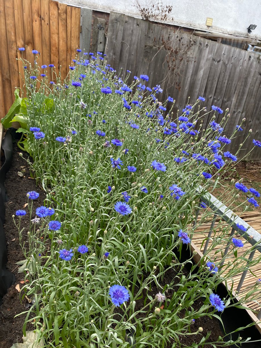 Fryent Primary tweet media