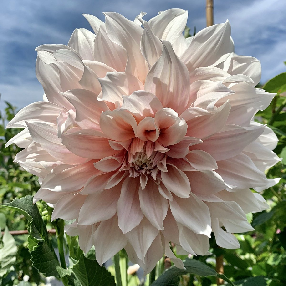 Hopefully the first of many blooms 🤞Dahlia 'Cafe au Lait'🌸#Flowers #Gardening #Dahlialove
