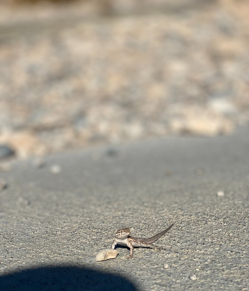 Checking into the location while having some visitors watch you. 🦎