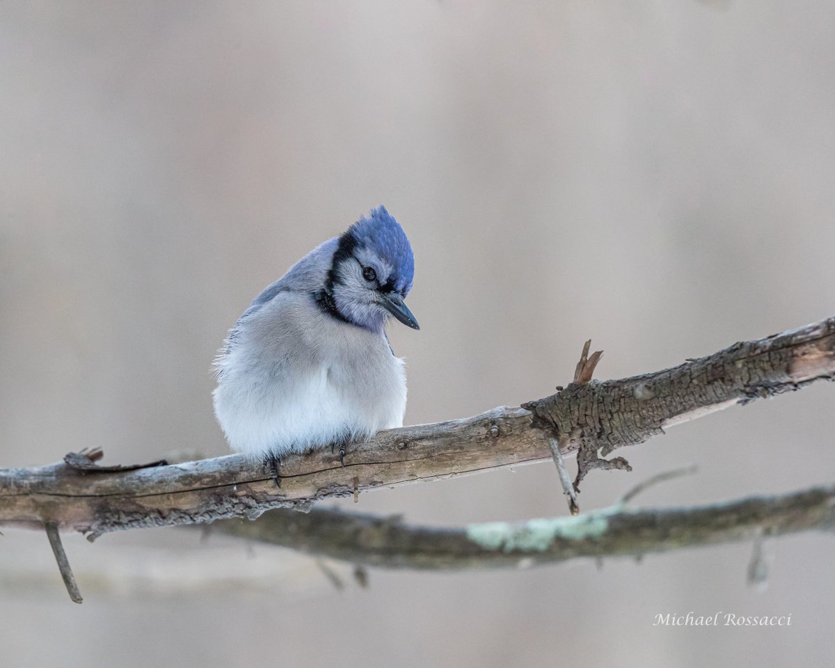 BirdWatchDaily's tweet photo. #PhotoOfTheDay: Michael Rossacci photographed this Blue Jay at a wildlife sanctuary on a winter day in 2021. https://t.co/PIyTYRbsFI
*
*
#BlueJay #Birds #BirdLovers #BirdPhotography #WildlifePhotography #FeatheredFriends #BirdWatching #BirdWatchingMagazine #BirdOfTheDay #Wildlife https://t.co/AzZ8IBWHtt