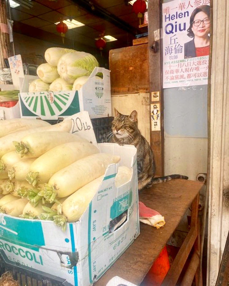 Bodegacats_'s tweet photo. https://t.co/NwsySJdXRA