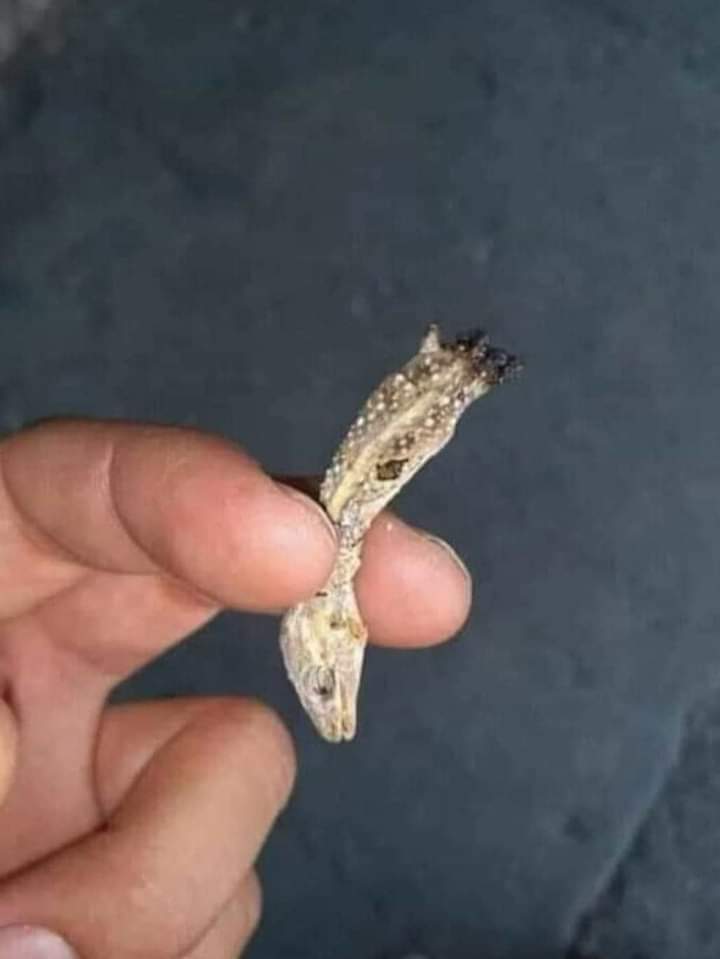 Recien llego a casa y es hora de arrancarse ese tucón