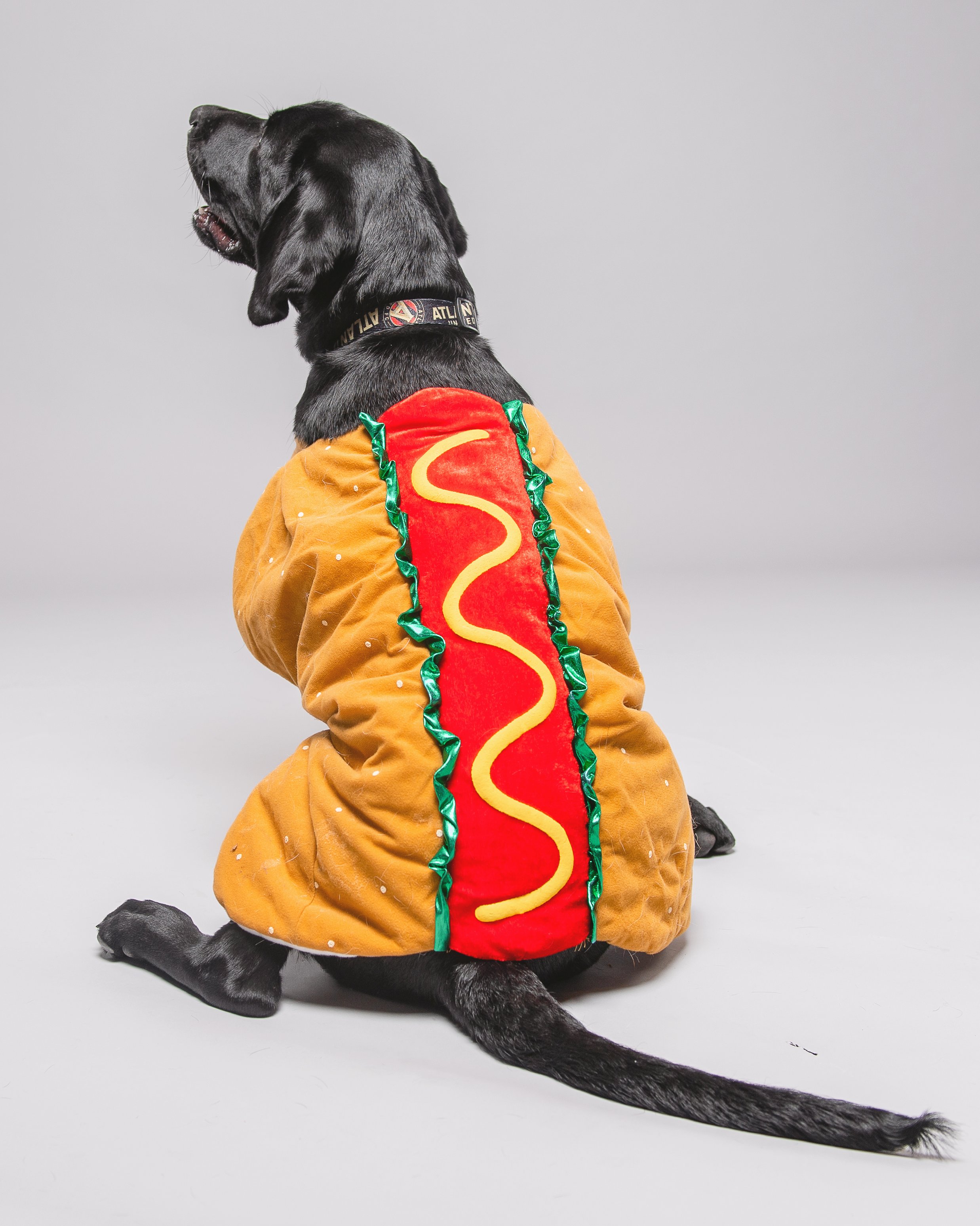 Onbepaald Wiens eend King on Twitter: "happy #NationalHotDogDay from the cutest hot dog around  🌭 https://t.co/BfEBtG6sRR" / Twitter