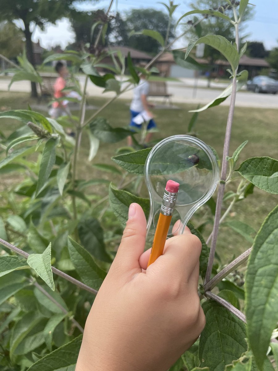 alyellen_ed's tweet photo. Continuing to explore and investigate on Safari day by taking our curiosities outside! So awesome to see our campers take a minute to observe their everyday world a little more closely 🔎🐜🦋🪲 @Vanessa_Dakin28 @gecdsbpro @ClaraHowitt #GECDSBSLP2022 https://t.co/smUnCtyT8k