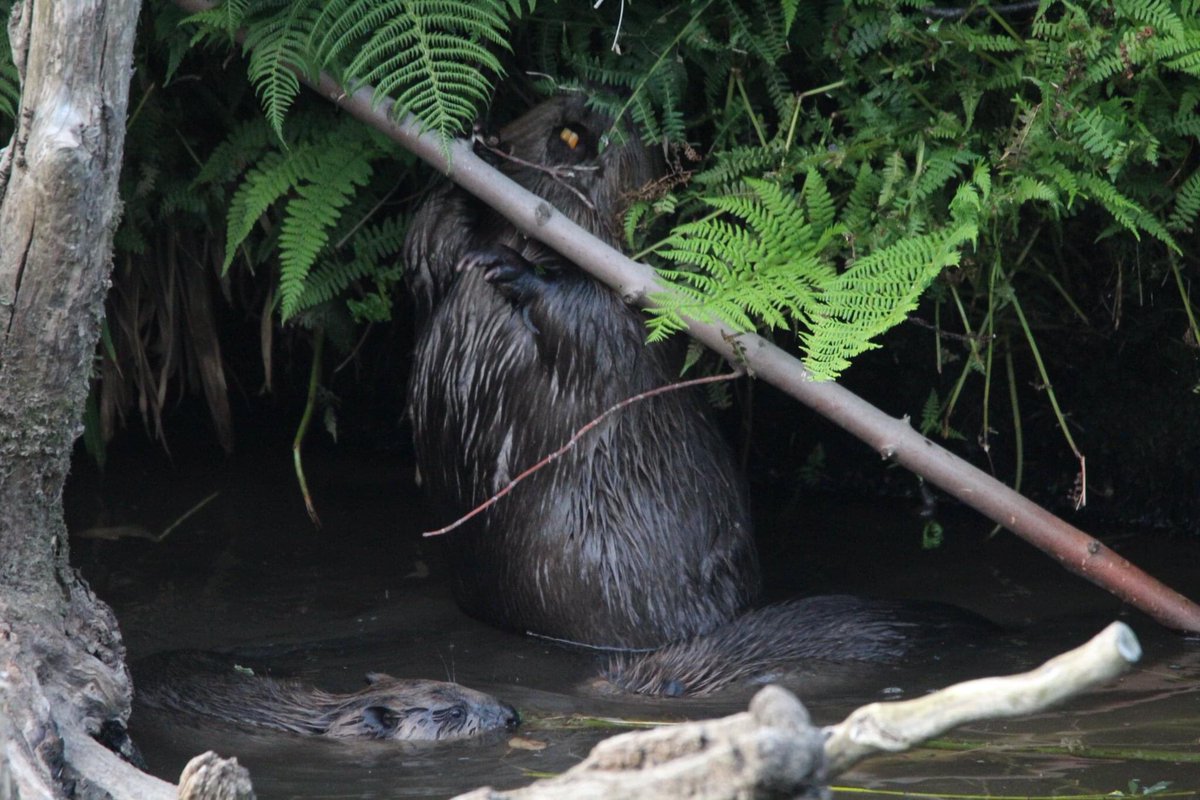 Tonight’s Beaver Action @PerthshireWild @ScotsBeavers @BeaverTrust @ScotWildlife @LochoftheLowes @The_PA