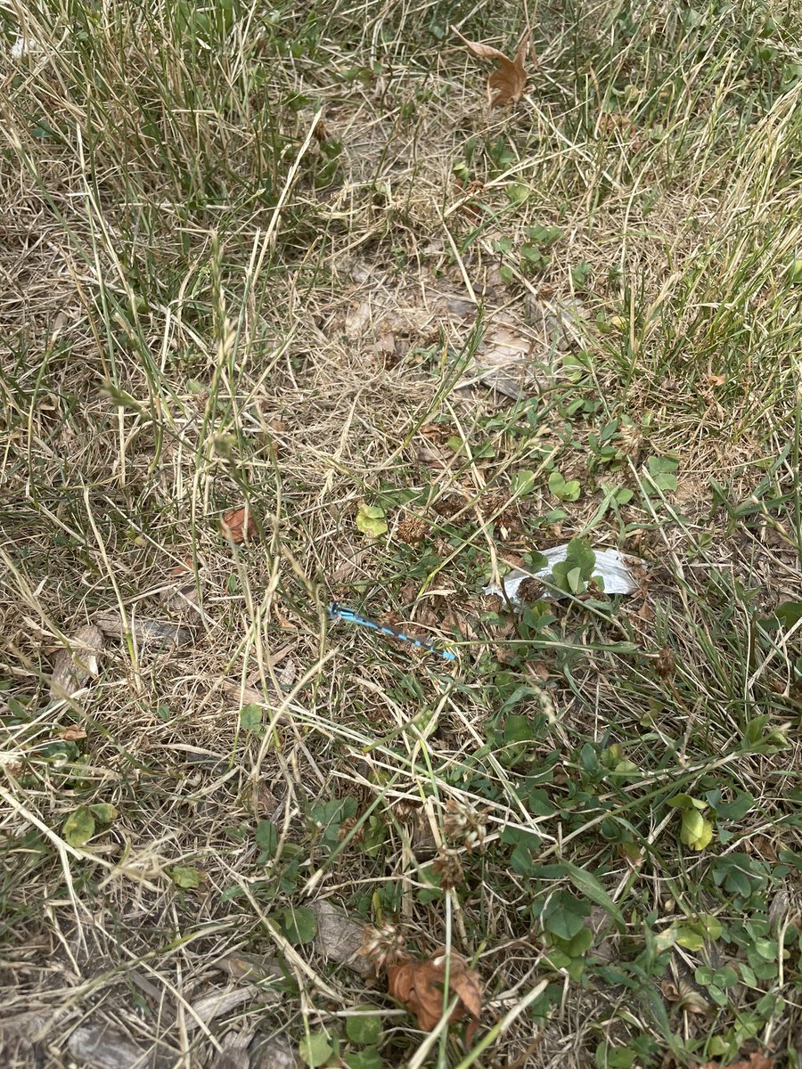 alyellen_ed's tweet photo. Check out some of the insects we found while exploring! Can you spot them all? 👀 @Vanessa_Dakin28 @gecdsbpro @ClaraHowitt #GECDSBSLP2022 https://t.co/ouRohZyN2Z