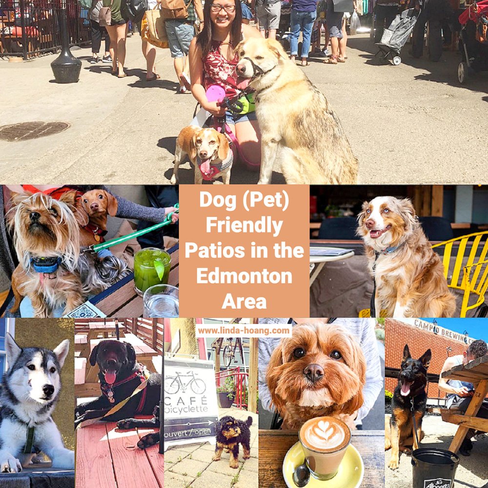 My Edmonton Dog(Pet) Friendly Patios Guide is now up to 97 locations  and I would love for it to hit over 100 this summer! Send your dog-friendly patio sightings my way! linda-hoang.com/dog-friendly-p… 🐶🐕😸 #yegfood #yeg