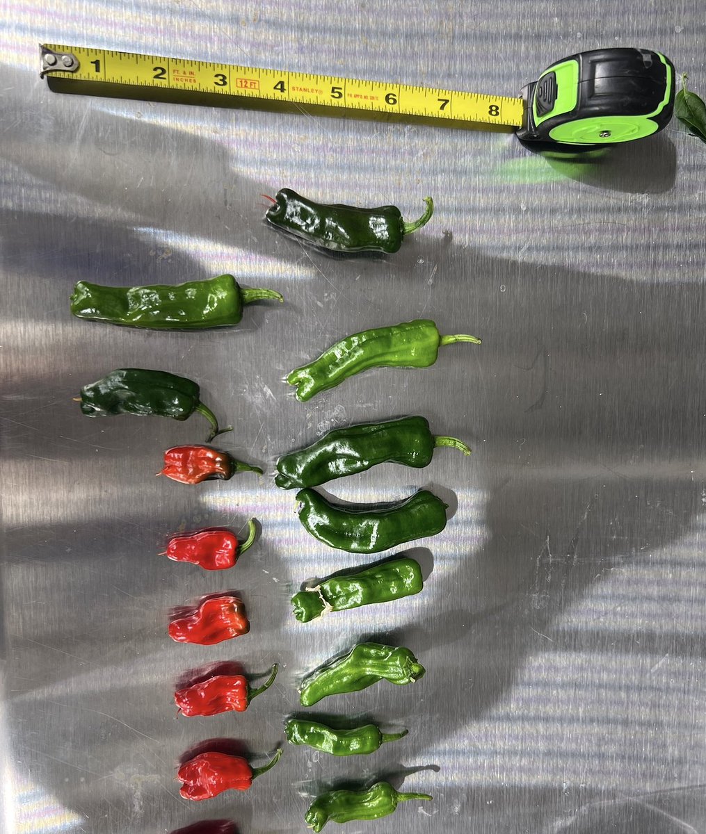 What We’re Growing Wednesday: Peppers

We have been experimenting with different types of peppers in our Test Greenhouse. We are so excited to try our first harvest!

What types of peppers are your favorite?

#indoorfarming #agriculture #foodtech #sustainability