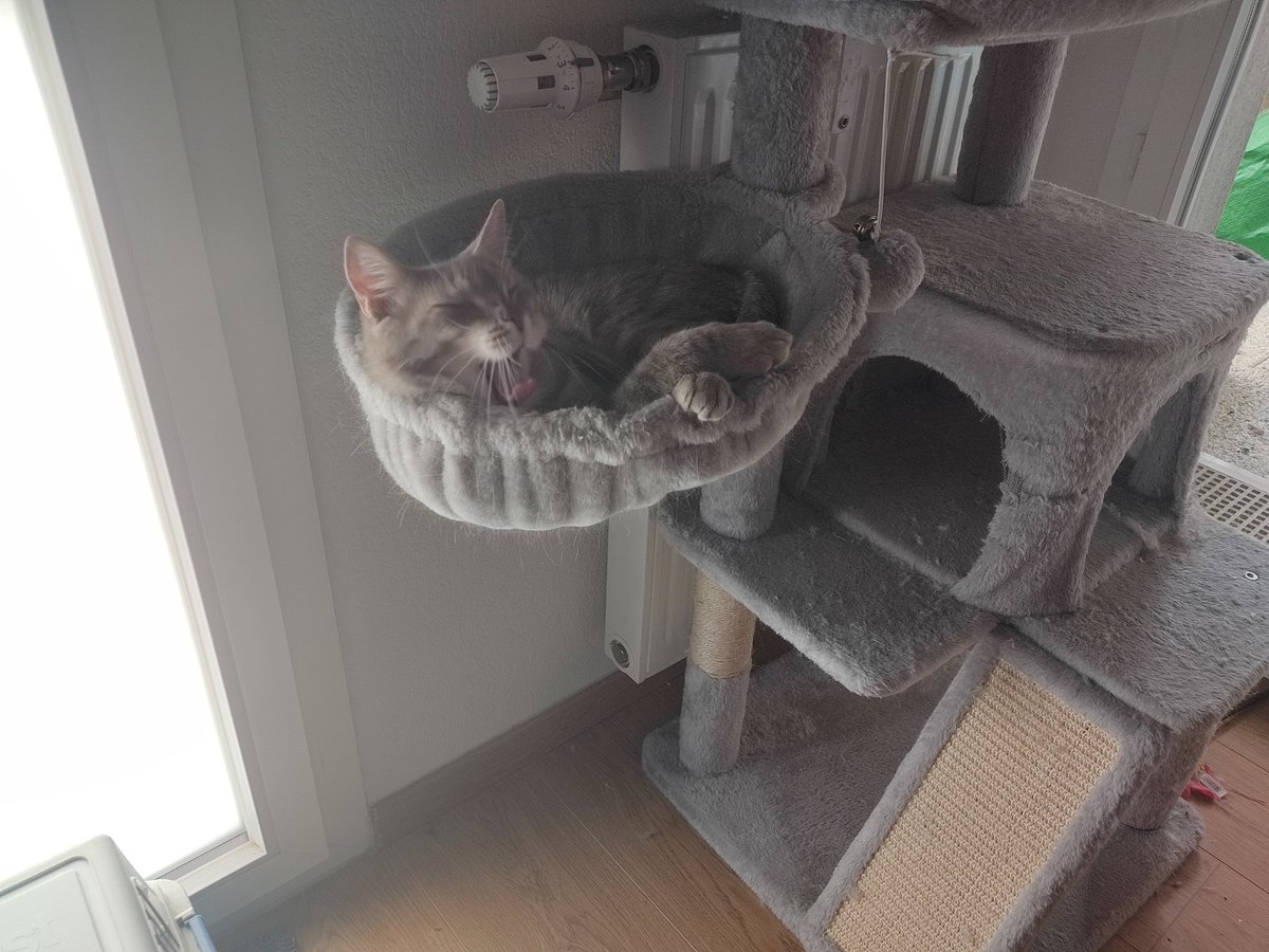 triodechats's tweet image. Alors la photo est chou mais Mapa s'inquiète un peu beaucoup et me parle de blouse !
J'ai moins de poils en bas du dos et on sait pas trop pourquoi et ça la stresse beaucoup
Vous avez déjà eu ça les chamis ? Antipuce et vermifuge à jour