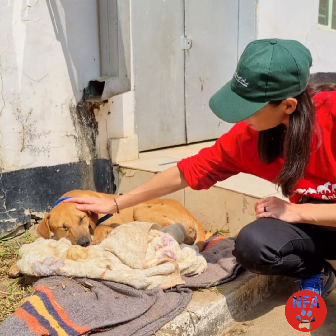 Our team is on the ground in Mkushi, Zambia, to fight for 19 survivors of the horrific dog-meat trade. We will do everything in our power to keep them alive &amp; give them a second chance at life. Read the full story here and look out for our update tomorrow: bit.ly/3ofHcyv