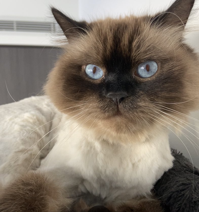 Hi buds it’s me Stevie hope your day is bright and happy 🐾💙