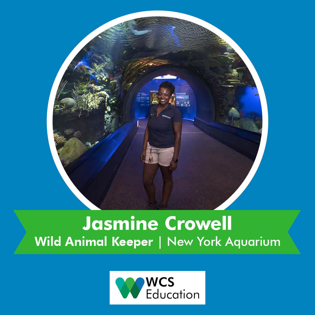 wcseducation's tweet photo. Animal Keeper Jasmine says “My favorite part of my job is working with beautiful ambassador animals to educate & inspire people to preserve & protect wild animals & places.”
#nationalkeeperweek #wcseducation #nyaquarium #keeperweek #sharks #womeninstem #STEM #wildlife https://t.co/SBPCAWl8Wz
