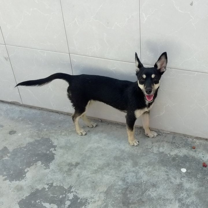 prodebida's tweet photo. #Sofiann es una perrita de aproximadamente 10 meses de edad que busca un hogar amoroso, si quieres que sea parte de tu familia envíanos inbox. https://t.co/feYseVmjmX