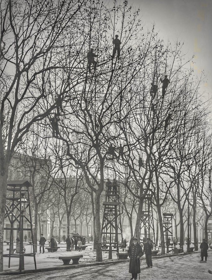 Barcelona 1904.
Servei de neteja i poda d'arbres al Passeig de Gràcia.
(Per mi, aquesta imatge d'Adolf Mas és una de les millors fotografies de la història de la ciutat)