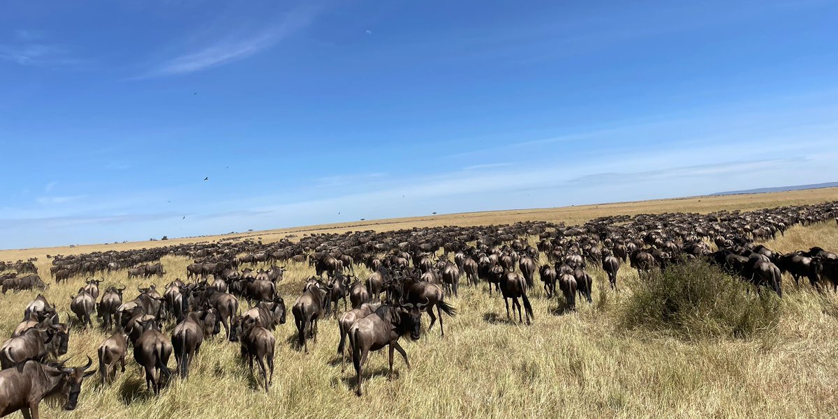 KnihyProDeti's tweet photo. Začala velká migrace mezi Serengeti a Masai Mara. A lvice dostala zebru… #masaimara #velkamigrace #bigmigration #lvice #lion #blondynynacestach #escribiendoviajes #mundomendozova https://t.co/ZsEWaDUWaB