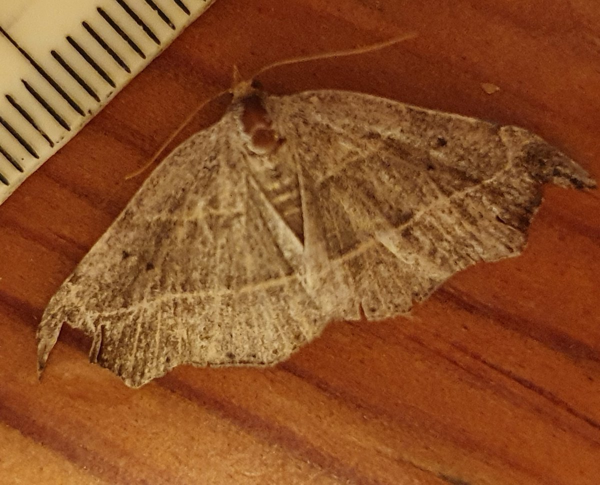 Struggling with this, just a very worn hook tip? <a href="/MOTHIDUK/">UK Moth Identification</a> <a href="/dgcountryside/">dave grundy🇪🇺😷</a>