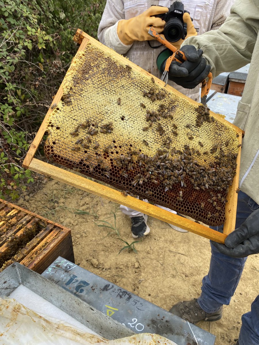 Ou est la reine 😀😀😀⁦<a href="/AnamsoAssos/">ANAMSO</a>⁩ ⁦<a href="/semae_officiel/">semae</a>⁩