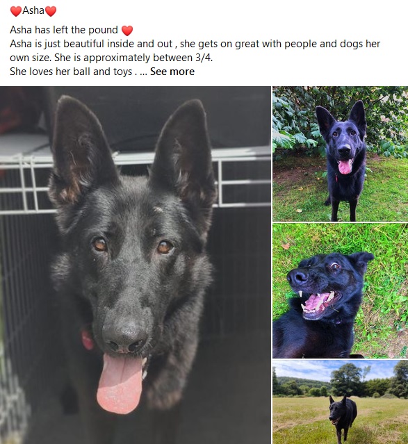 gutterbookshop's tweet photo. Our heart is breaking for Asha, a black GSD who's the absolute spit of our beloved Sasha... https://t.co/cqXEhbjnfi GSDs don't do well in rescues due to the stress so if you know anyone who needs some special GSD love point them her way... #adoptdontshop https://t.co/B7jRG2w4Az